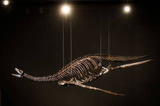 Remains of a Plesiosaur are displayed at Sotheby's in New York