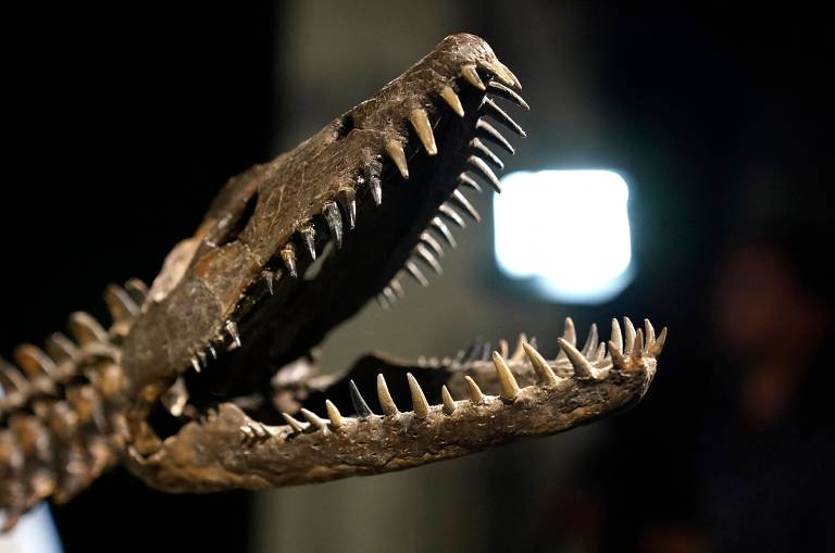 O esqueleto montado de Nessie, um plesiossauro do período Jurássico Inferior (aproximadamente 190 milhões de anos atrás), que vai ser leiloado pela  Sotheby's em Nova York (EUA)