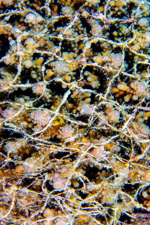 Coral do gênero Acropora, um dos mais sensíveis às mudanças de temperatura, coberto completamente por uma rede de pesca de plástico, que afeta seu crescimento, nas Filipinas, a cerca de 15 m de profundidade