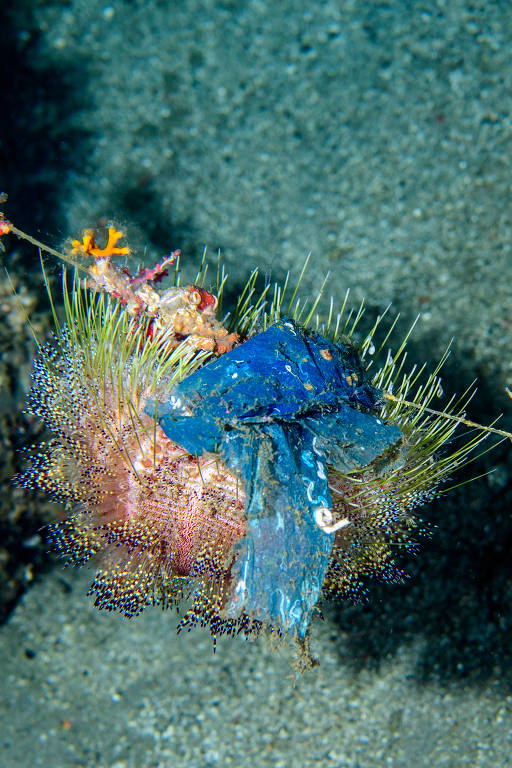 Ouriço-do-mar (Asthenosoma varium) tenta se camuflar com sacola plástica envolvendo o corpo do animal a cerca de 130 m de profundidade nas Filipinas
