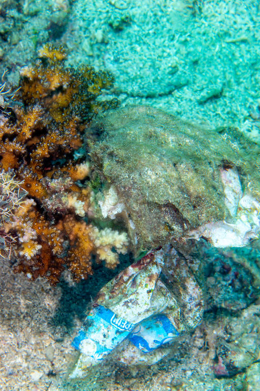 Sacola plástica presa em um coral a cerca de 10 m de profundidade, nas Filipinas