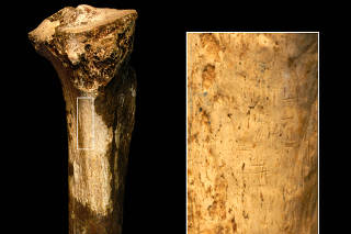 The 1.45-million-year-old hominid tibia fragment recovered from northern Kenya a half-century ago and studied recently by Briana Pobiner of the Smithsonian Institution, with a magnified area showing cut marks. (Jennifer Clark via The New York Times)