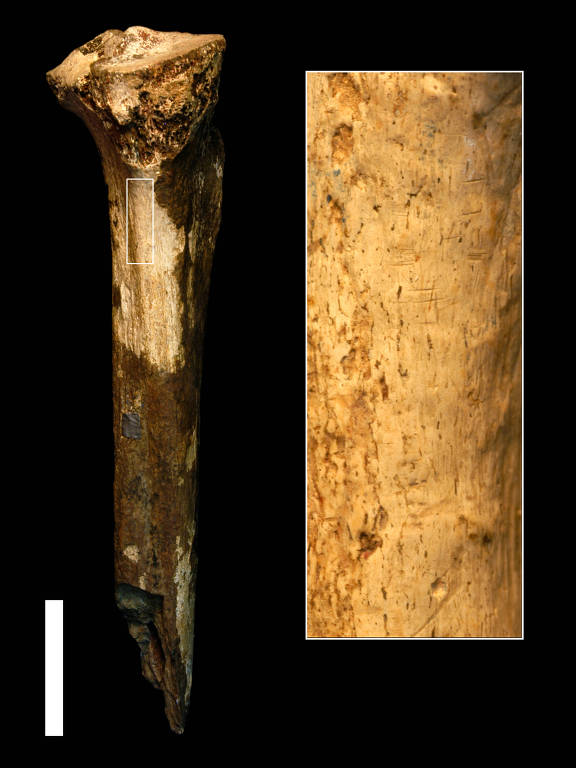O fragmento de tíbia de hominídeo com 1,45 milhão de anos recuperado do norte do Quênia, com uma área ampliada mostrando marcas de corte