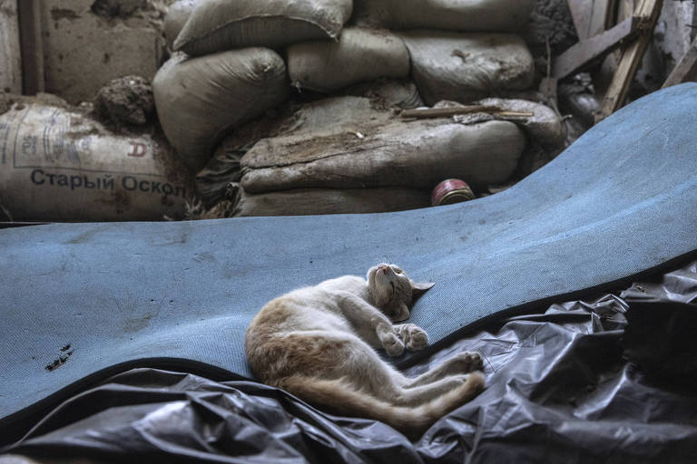 Um gato cochila na esteira de dormir de um soldado ucraniano em um local fortificado anteriormente usado pelos russos