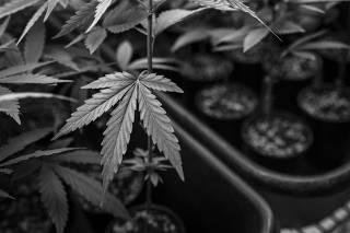 Plantação de Cannabis em associação de pacientes na Paraíba 