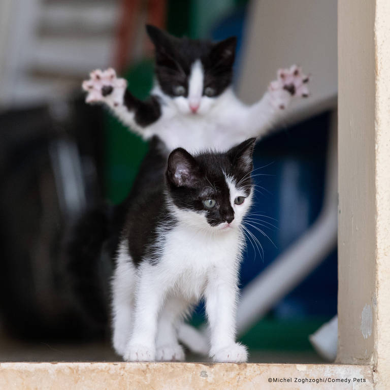 Conheça os finalistas do Comedy Pet Photo Awards 2023