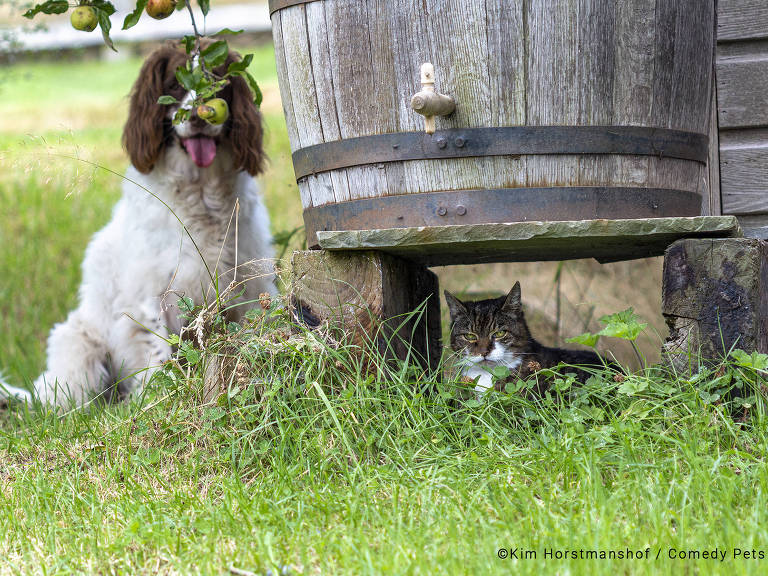 As fotos de pets mais engraçadas: veja finalistas de concurso - Forbes