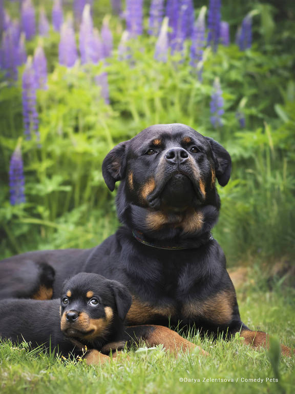 As fotos de pets mais engraçadas: veja finalistas de concurso - Forbes