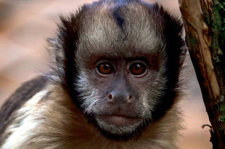A intrigante imagem de macaco com mangusto no colo que concorre a
