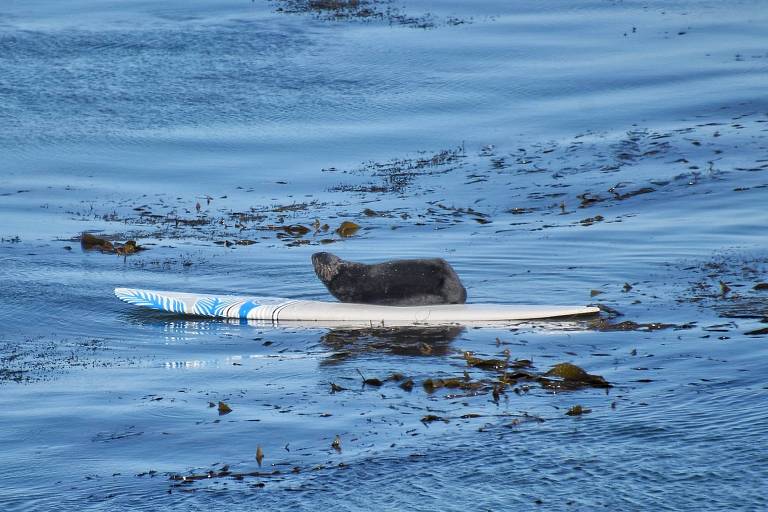 Após roubar a prancha, a lontra surfa pela região; as autoridades de Santa Cruz falaram que tentarão capturá-la