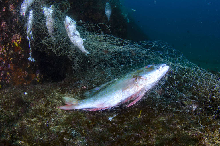 Pesca-fantasma: peixes ficam presos em fios de náilon na costa do Brasil