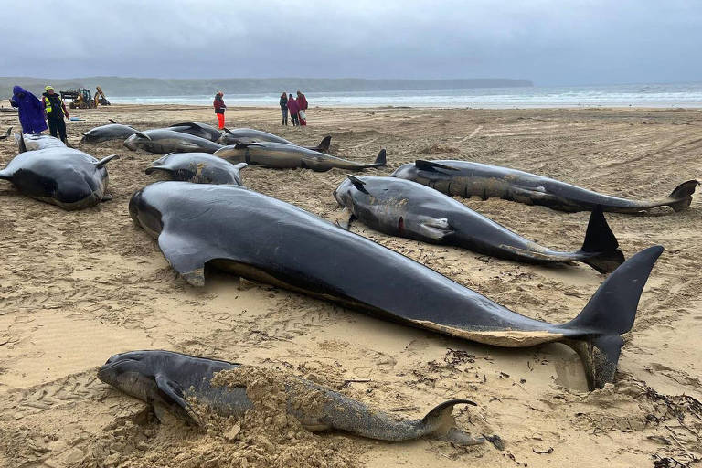 Baleias-piloto encalhadas em praia na ilha de Lewis, na Escócia