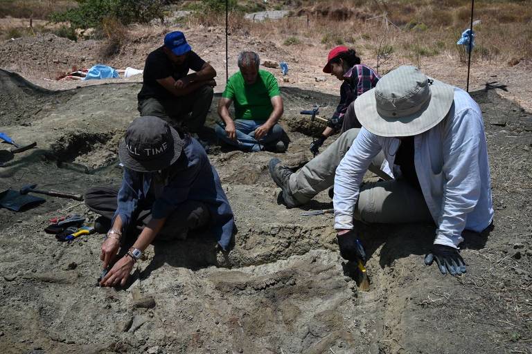Fósseis de dez hipopótamos anões são encontrados na ilha grega de Creta