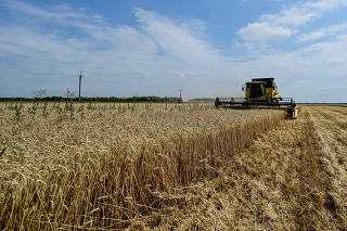 Wheat harvesting in Zaporizhzhia region