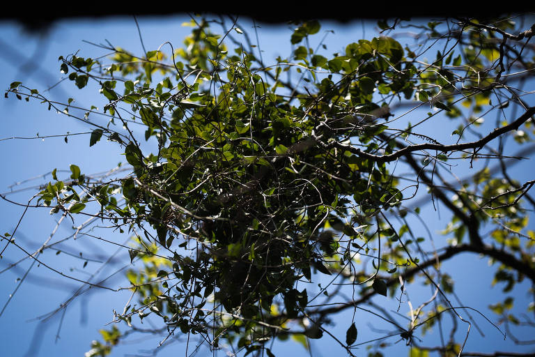 Erva-de-passarinho ameaça árvores da cidade de São Paulo
