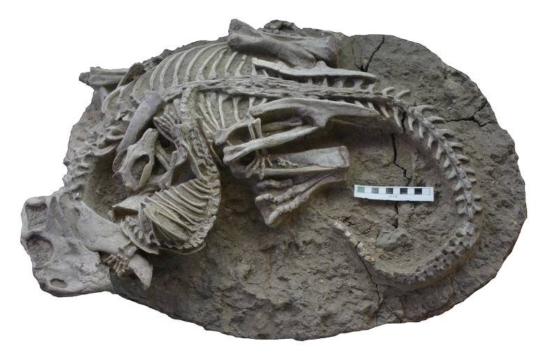Fóssil retrata ataque de pequeno mamífero a dinossauro com o triplo do tamanho