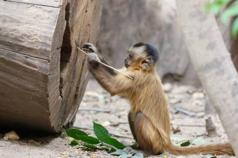 Como vivem os macacos-pregos no Cemacas