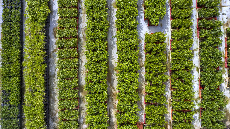 Viveiro do Instituto Terra, no qual são produzidas mudas nativas, em Aimorés (MG)