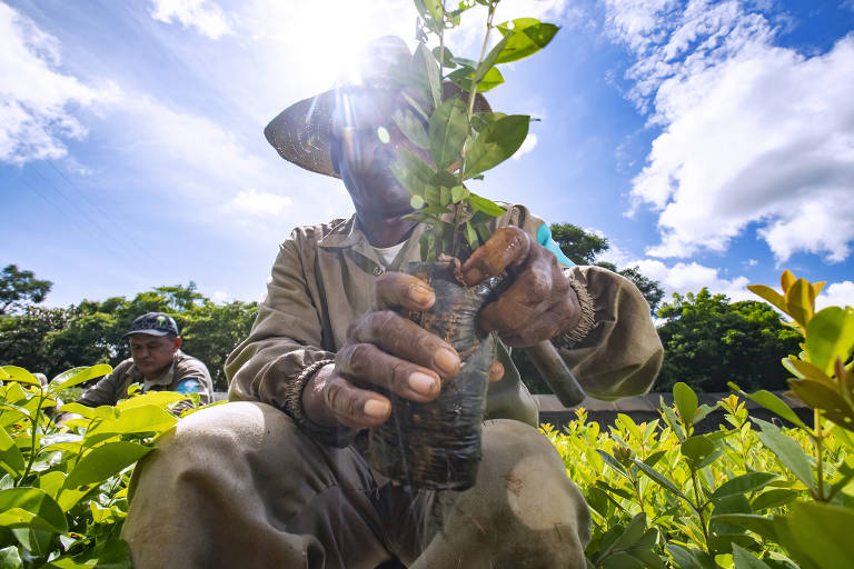 A área da Fazenda Bulcão, a princípio, estava muito degradada e demandou o plantio de milhões de mudas para o restauro da mata atlântica