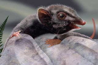 A life reconstruction of Ambondro mahabo, the four-inch-long tribosphenic mammal. (Flynn & Wyss, Scientific American, 2004 via The New York Times)