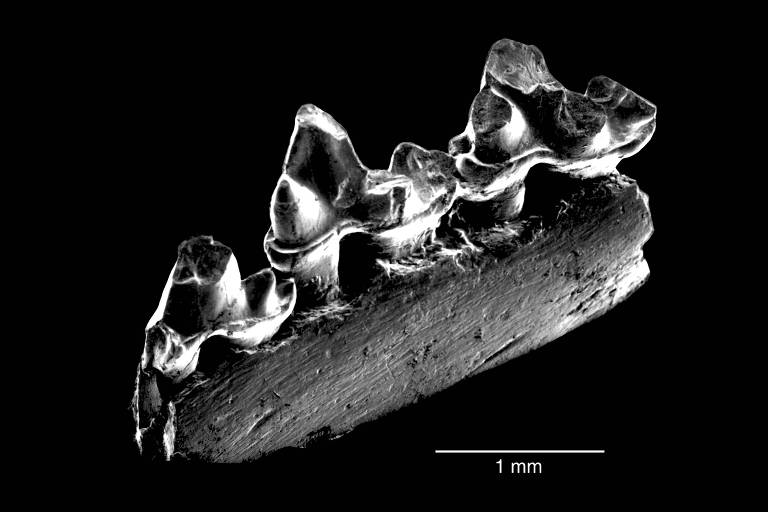 A mandíbula do 'Ambondro mahabo', uma espécie que tinha 25 milhões de anos a mais do que qualquer mamífero de seu tipo já encontrado