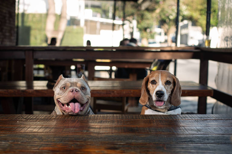 Os cachorros Thor (American Bully) e Bono (Beagle) na Soma Cervejaria, espaço "pet friendly de verdade" em Moema, na zona sul de São Paulo