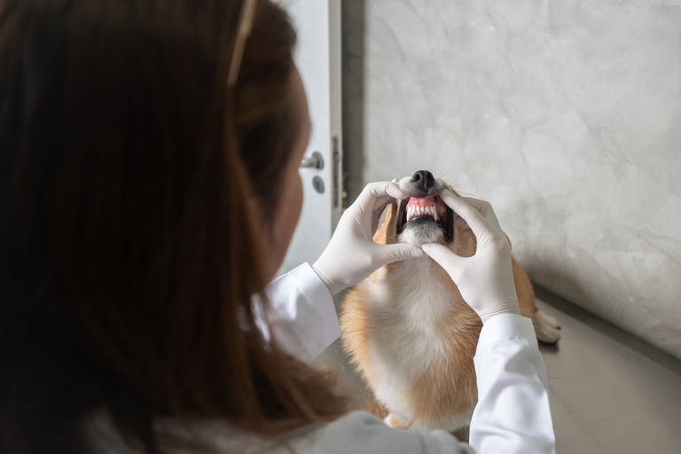 Clínicas veterinárias incorporam especialidades de olho em tutores exigentes