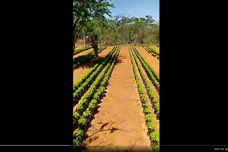 Post engana ao associar plantação de maconha na Bahia ao MST