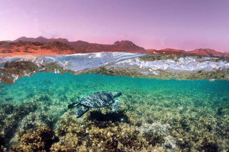 Uma tartaruga-verde (Chelonia mydas) do Mediterrâneo na costa da praia Alagadi, no Norte de Chipre