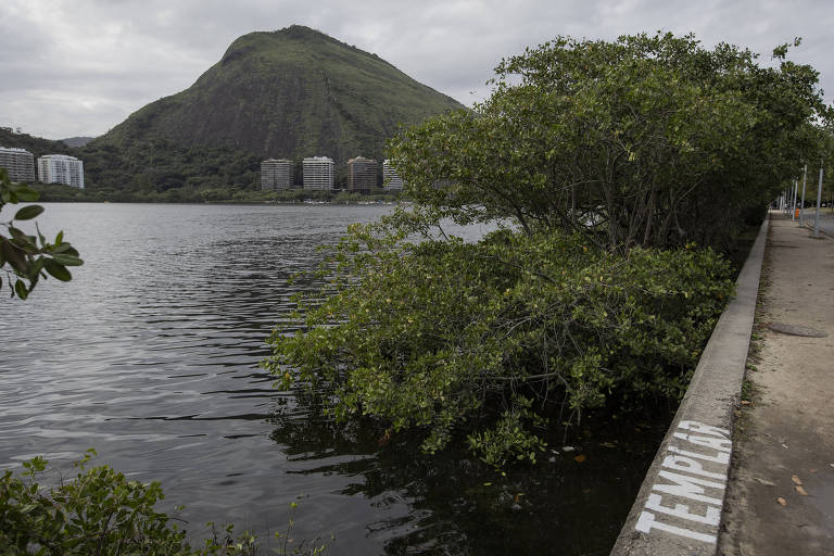 Mangue da lagoa Rodrigo de Freitas, no Rio, passa por recuperação