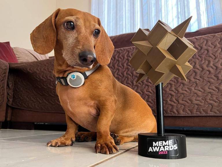 Cachorro salsicha caramelo posa ao lado de um troféu