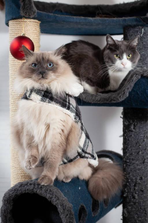 Foto mostra dois gatos, ambos com tons diferentes de cinza no pelo, deitados em um brinquedo com andares e com bolinhas