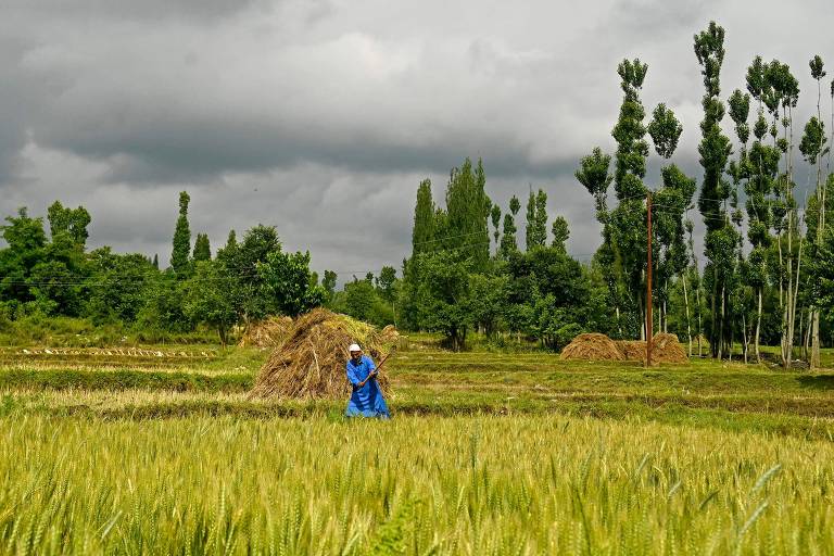 Agricultor durante colheita de arroz nos subúrbios de Srinagar, na Índia; país é o maior exportador do cereal no mundo