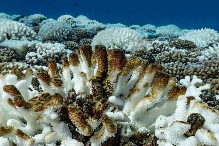 O calor da água produz branqueamento de corais