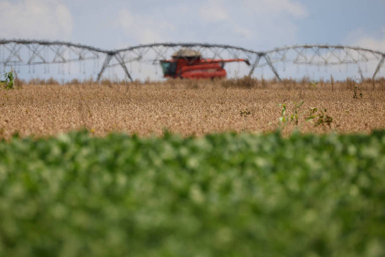 Safra e preço menores, um cenário não esperado pelo produtor