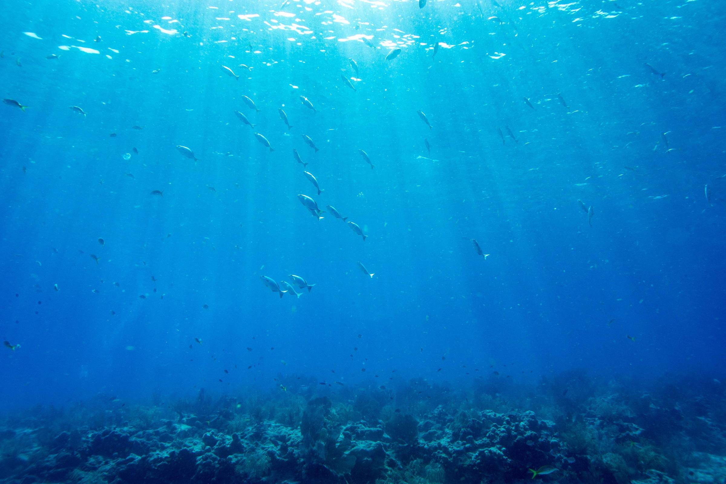 Área do planeta coberta por recifes de coral é maior do que se pensava