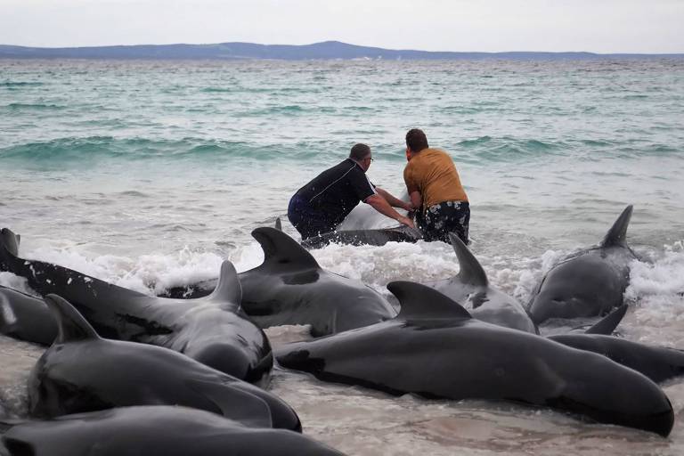 Ao menos 51 baleias-piloto morrem após encalhar em praia da Austrália; veja vídeo