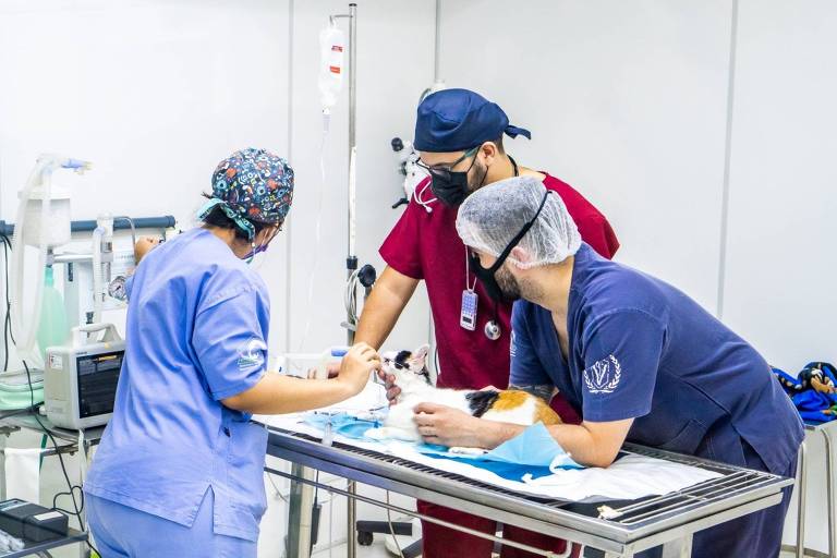 São Paulo tem quatro hospitais veterinários públicos municipais; saiba como usar