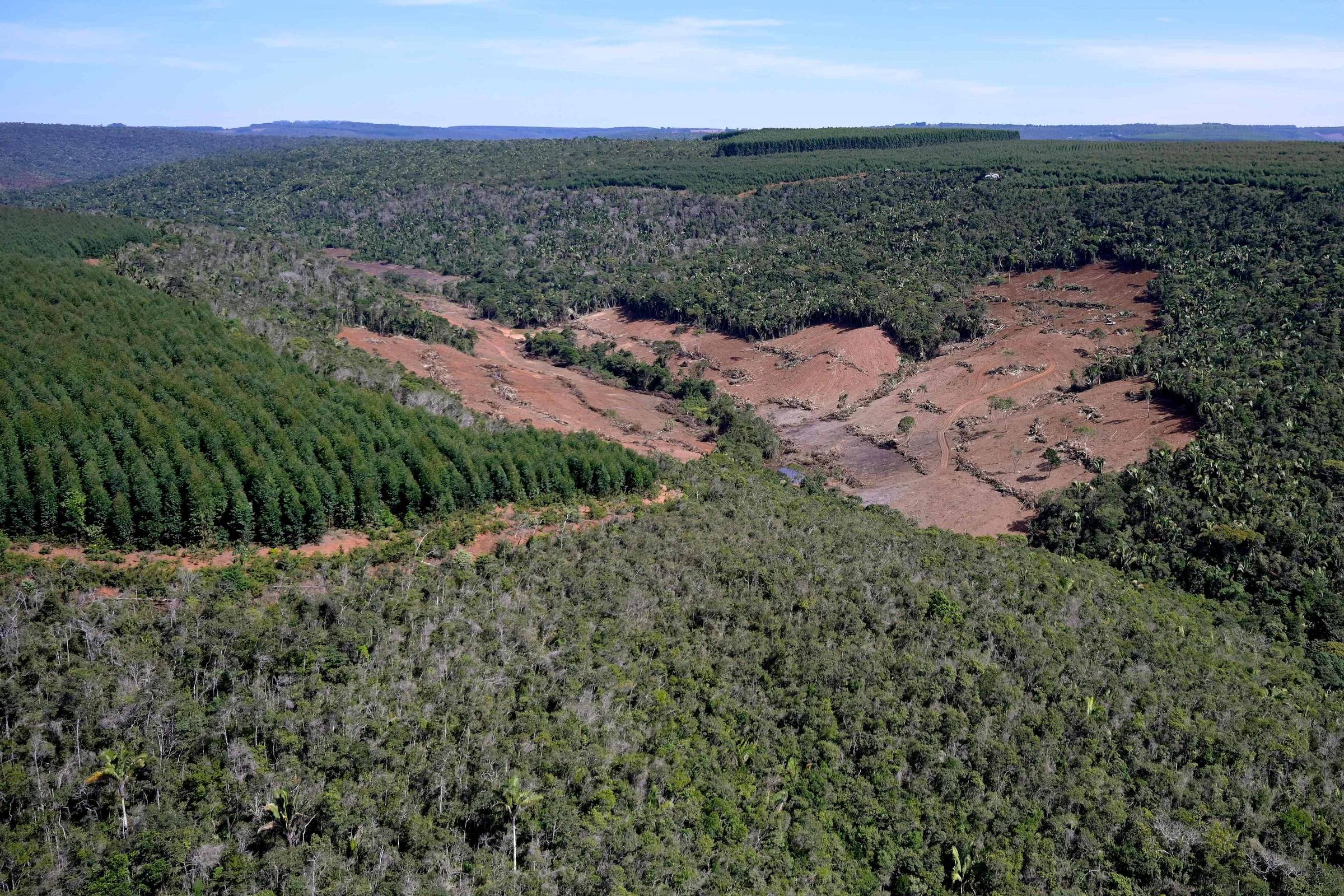 Mata Atlântica Desmatamento Cai 42 De Janeiro A Maio 27072023 Ambiente Folha 8068