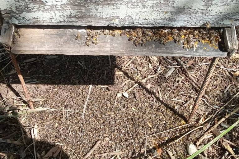 Abelhas mortas em Ribeira do Pombal (BA) após uso irregular de agrotóxico na região