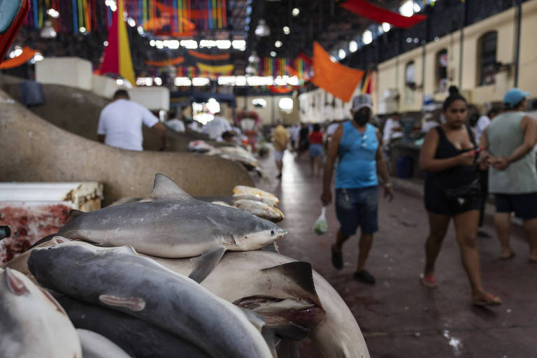 Tubarões e raias em extinção são vendidos no maior mercado da Amazônia
