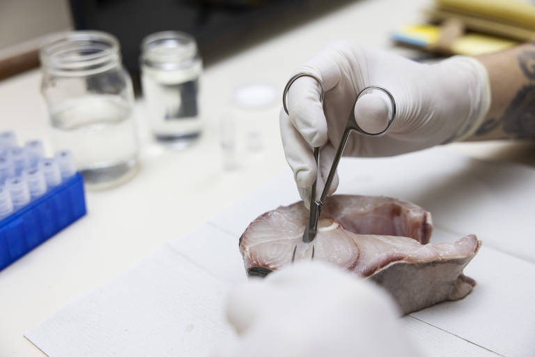 Mão, com luxa, corta com uma tesoura ou pinça um pedaço da posta de peixe; ao fundo há tubos para guardar a amostra