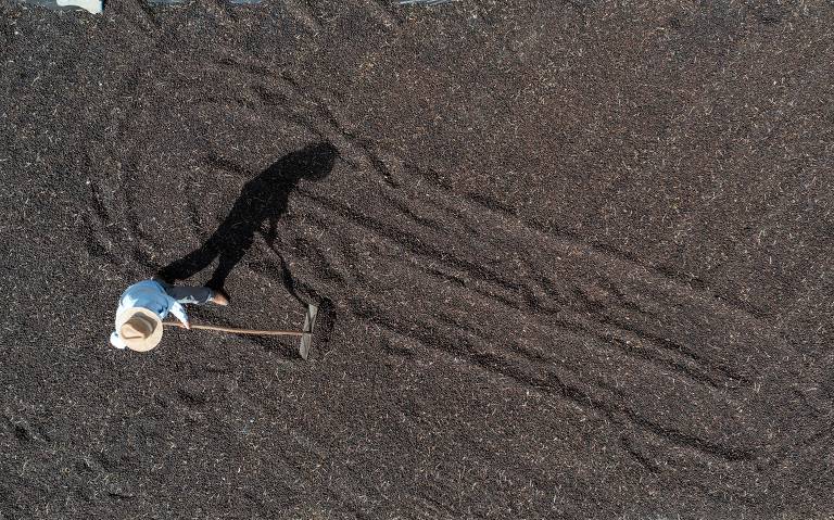 Produtor rural trabalha na secagem de café especial em Lambari (MG)