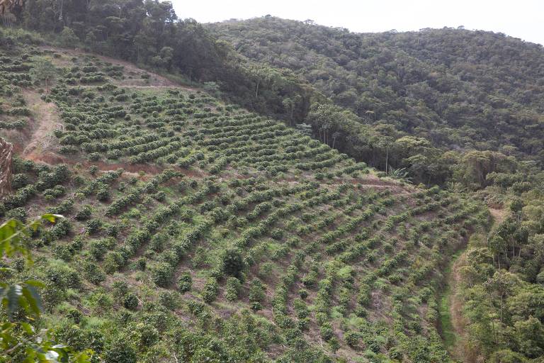Relevo em algumas regiões de Minas Gerais dificulta a entrada de máquinas nas lavouras de café