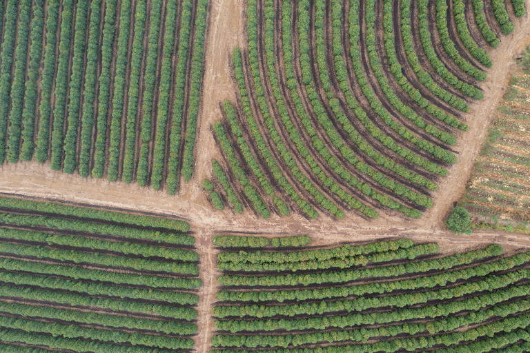 No sul de Minas Gerais, micro e pequenos produtores de café respondem por 96% do total de propriedades