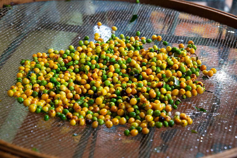 Café colhido em lavoura de Muzambinho, cidade que integra a marca territorial Sudoeste de Minas