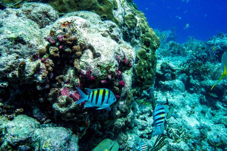 Peixes nadam em recifes de coral em Key West, na Flórida, que estão ameaçados pelo aquecimento do oceano