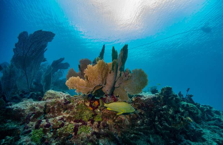 Visão de corais e algas na água do mar superaquecida ao largo das Florida Keys