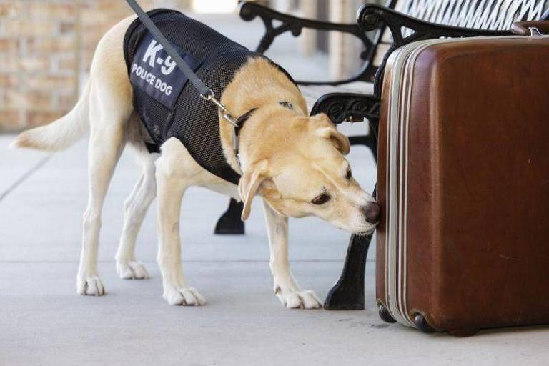Cachorro da polícia farejando droga em uma mala no aeroporto