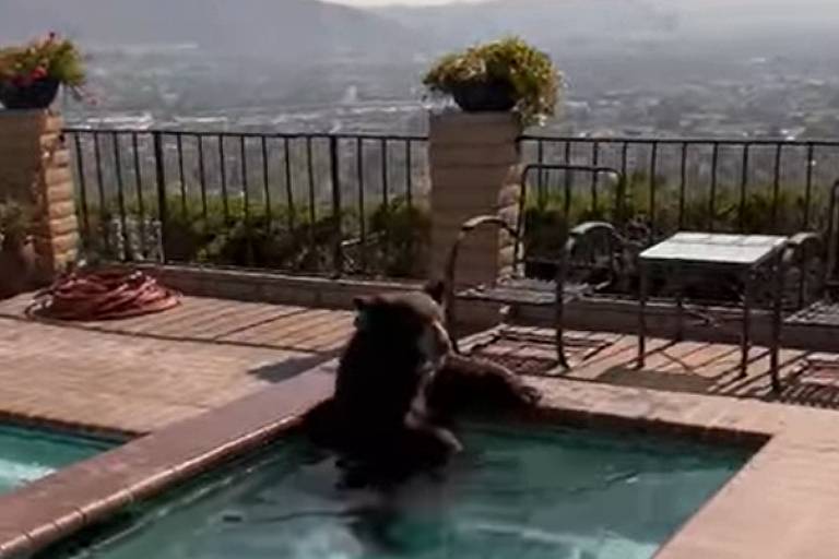 Urso toma banho de jacuzzi para fugir do calor na Califórnia; veja vídeo